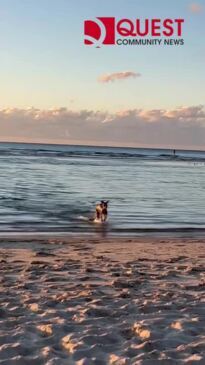 Kangaroo skips into Straddie picnic