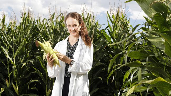 Plant Pathologist at the NSW DPI Sophia Callaghan in a field of corn at the Elizabeth Macarthur Agricultural Institute in Menangle. Picture: Jonathan Ng