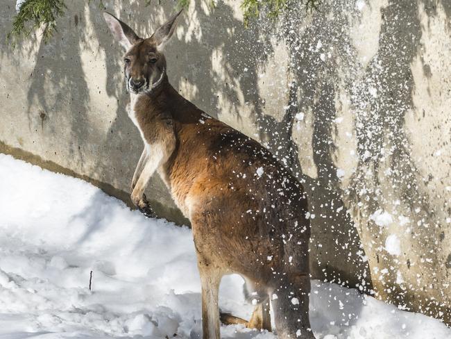 The snowstorms have been skipping us this August. Tchk tchk tchk. (And if anyone has a better idea of how to spell the Skippy noise, please tell us in the comments below, cheers).