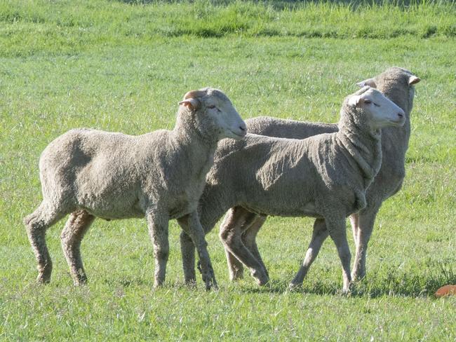 MGH Chisel owned by Damian Beneris sees to the sheep in the Open and Improved sheep dog trial at the 2022 Toowoomba Royal Show. Friday, March 25, 2022. Picture: Nev Madsen.