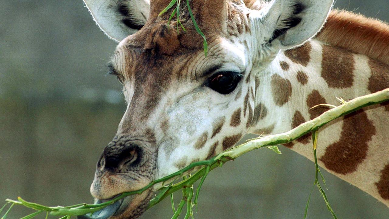 Melbourne Zoo giraffe dies: Twiga passes away at age 23 | Herald Sun