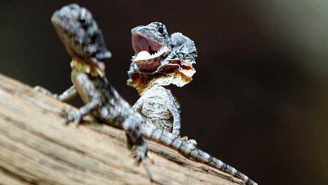 baby frilled lizards