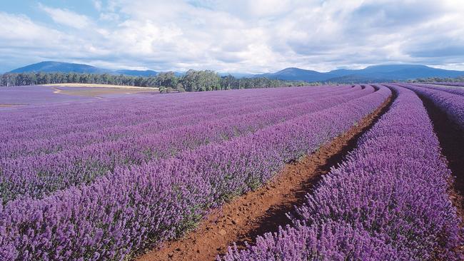 Bridestowe Estate lavender farm, Tasmania.