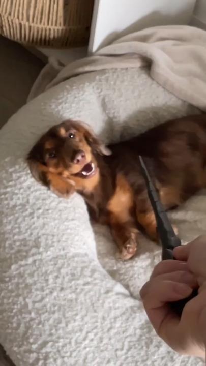 Harry Potter fan teaches dog "Avada Kadavra" trick