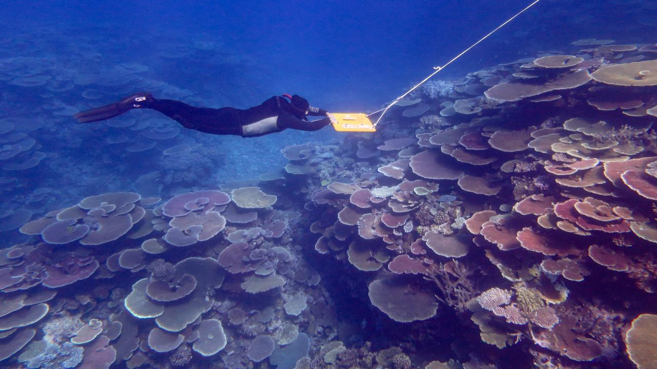 Coral Returns To Great Barrier Reef Kidsnews