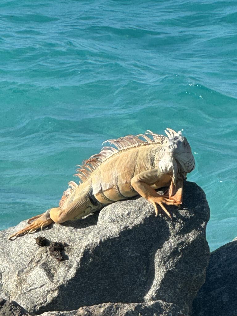 These little guys were very chilled. Picture: News.com.au / Jasmine Kazlauskas