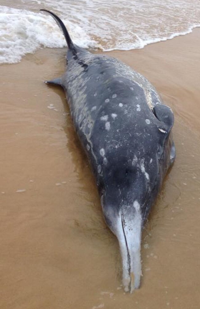 While its death is sad this whale could provide scientists with a lot more knowledge of the rare whales. Picture: Facebook / ORRCA Inc