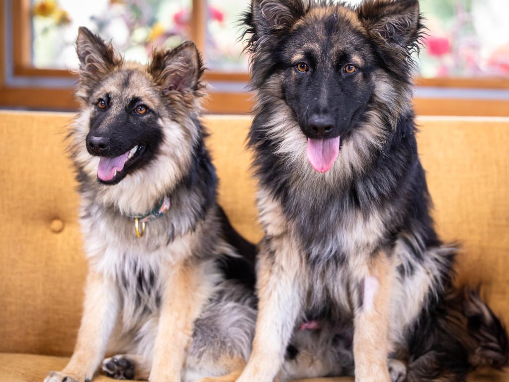 German shepherd-cross siblings Alexis and Commando in The Dog House Australia.