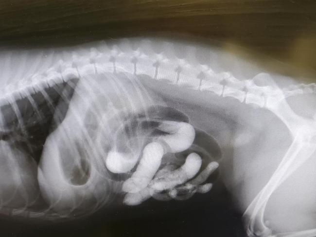 The labradoodle's intestines were left bulging after it ate sand. Picture: Facebook