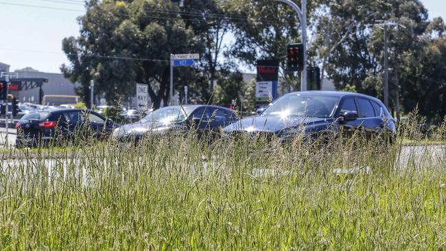 The overgrown median strip on Burwood Highway Ferntree Gully near Westfield Knox. Picture: Wayne Taylor