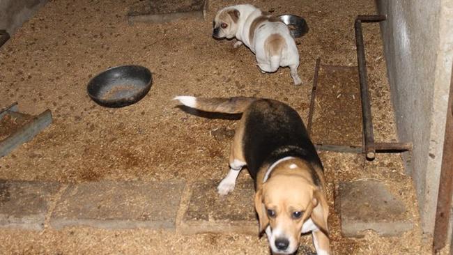 A photo of dogs rescued from a puppy farm in Goulburn in 2018. Picture: RSPCA.