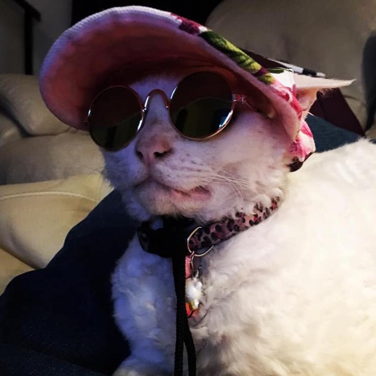 Millie from Scarborough is the winner of Qld's Coolest Cat competition.