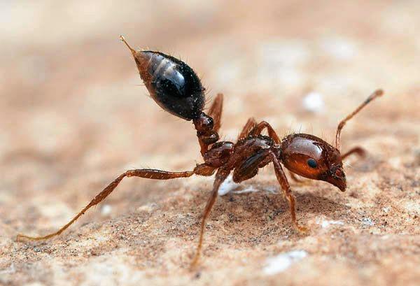 A Fire Ant with stinger bared. Picture: Dep. Agriculture & Fisheries