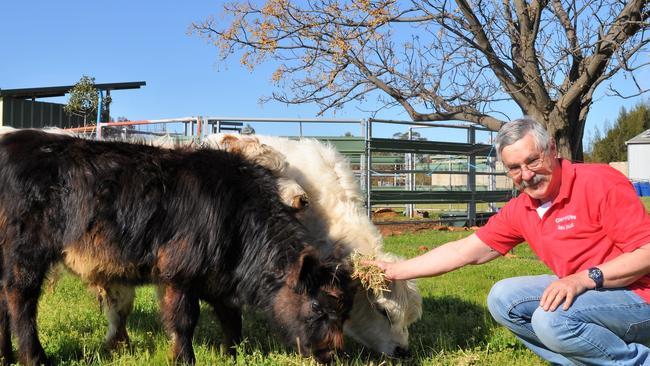 Rare find: Ian Bull and his wife Rhonda run the Gleneagles Mini Galloway stud at Corbie Hill near Leeton in southern NSW. Picture: Lindsay Hayes