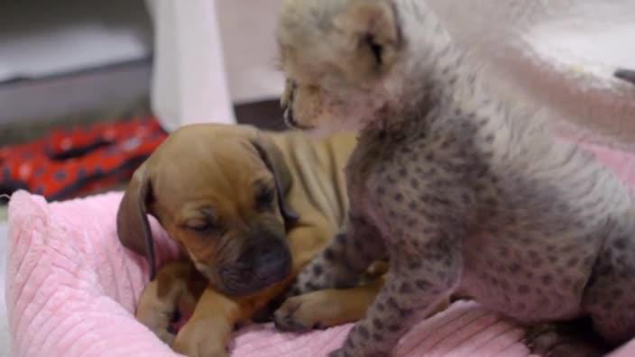 Baby cheetah cub meets puppy companion