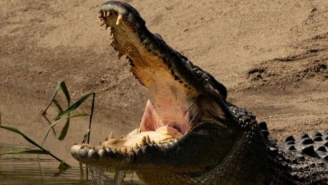 Queensland crocodile numbers are estimated at between 20,000 and 30,000 by the Department of Environment and Science (DES). There are 100,000 crocs in the NT but DES says Qld won’t get to that number due to lack of habitat. Picture: Tommy Hayes