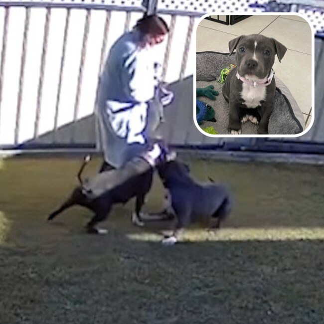 WATCH: Terrifying moment dogs storm yard to maul puppy