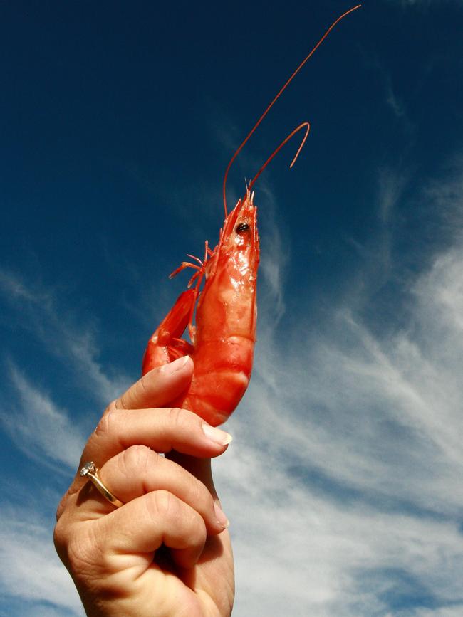 A prawn from the award-winning Marine Aquaculture Prawn Farm in Woongoolba. 