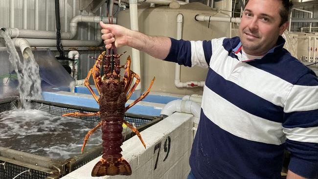 Tom Ryan manager of Five Star Seafood in Port MacDonnell holding a red Southern rock lobster. Picture Arj Ganesan