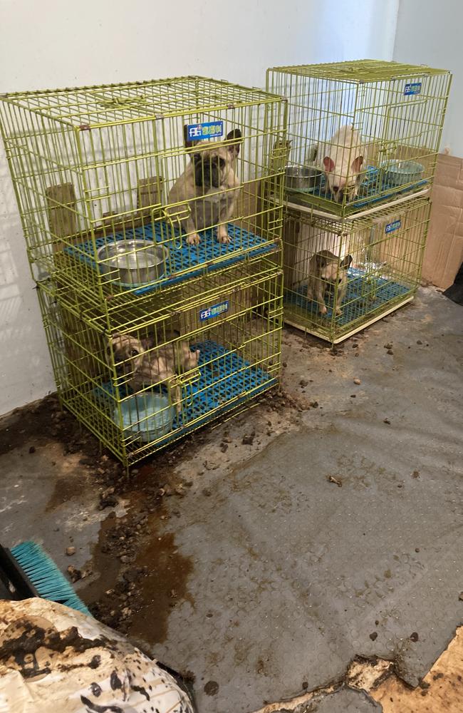 RSPCA WA has responded to a surge in puppy farm prosecutions in 2023. Picture: RSPCA WA