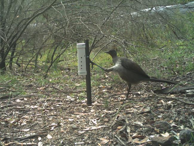 A lyrebird caught in a kung fu moment in the Blue Mountains, NSW. Picture: WWF Australia