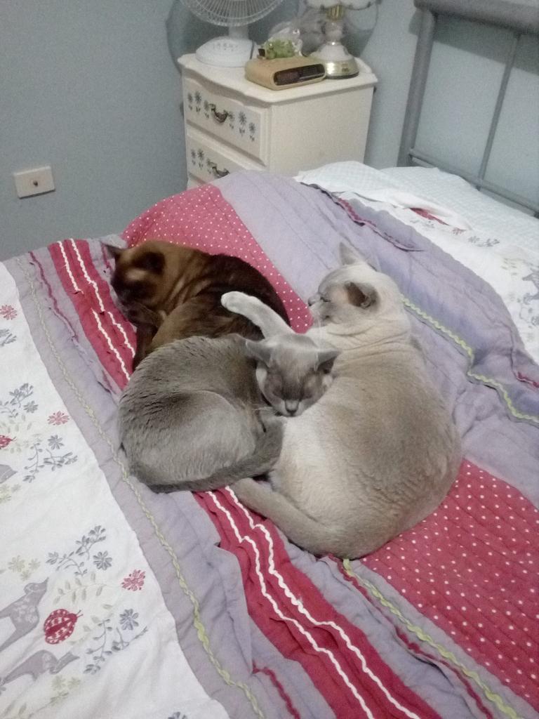 Shawnee, Karlee &amp; Kiza, time for bed. Picture: Diane G Gilbert. Cutest cats in Redcliffe.