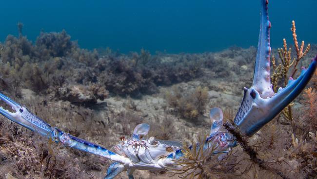 Hallett Cove Beach - Blue Swimmer crab - picture Carl Charter