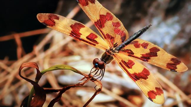 Photo: Sally Ward. The 17th Annual C.ex Coffs Camera Club Nature Photography Competition will be displayed at the National Cartoon Gallery during October.Entries for the local competition close on September 10.