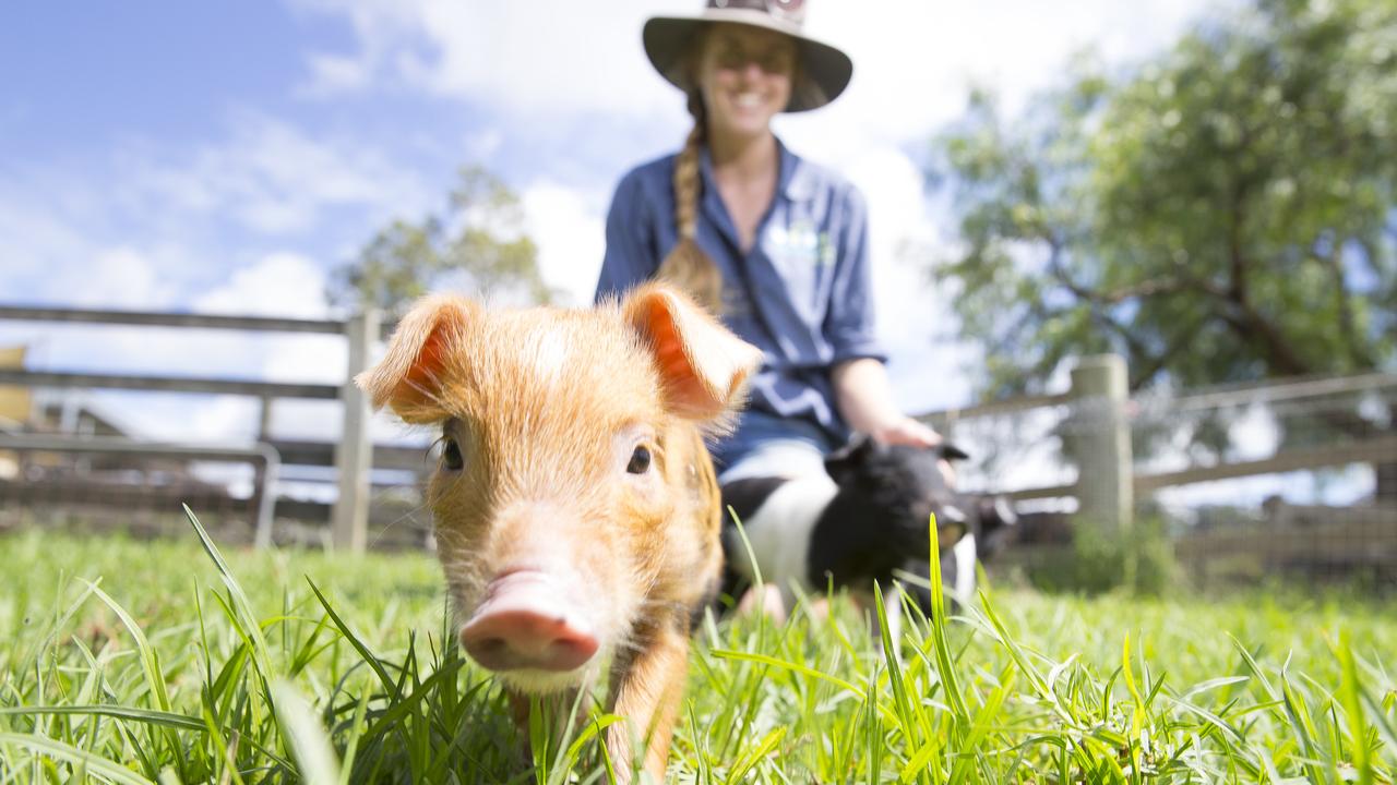 Piglets at Calmsley Hill City Farm.