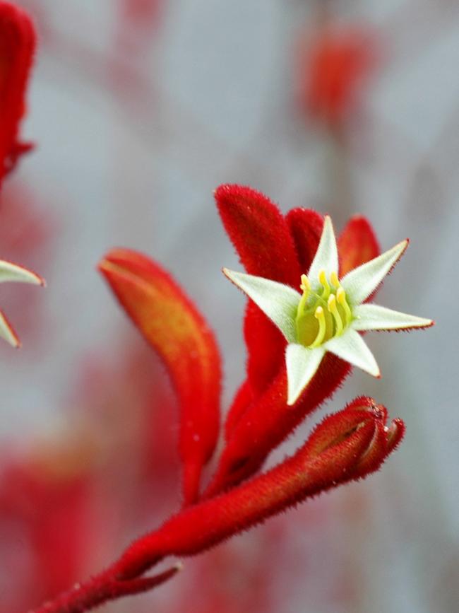 Landscape Scarlet kangaroo paw.