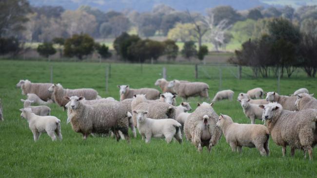 Maternal composite ewes with their first lambs at foot on Karn Station via Benalla, managed by Tim Stokes.