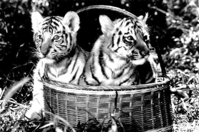 Two of six Bengal tigercubs cavorting for public at Tiger Island,