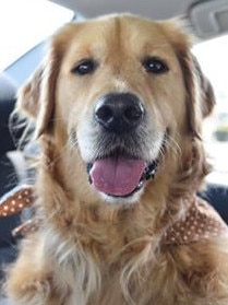 Rocket on her way to the Gold Coast Retriever Meetup. Submitted by Libby Were.