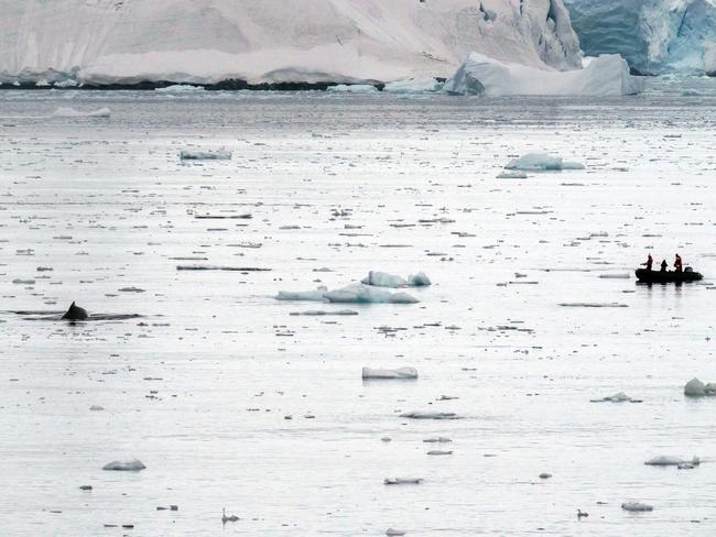 Whale cameras reveal secret Antarctic feeding habits: Pictures | news ...