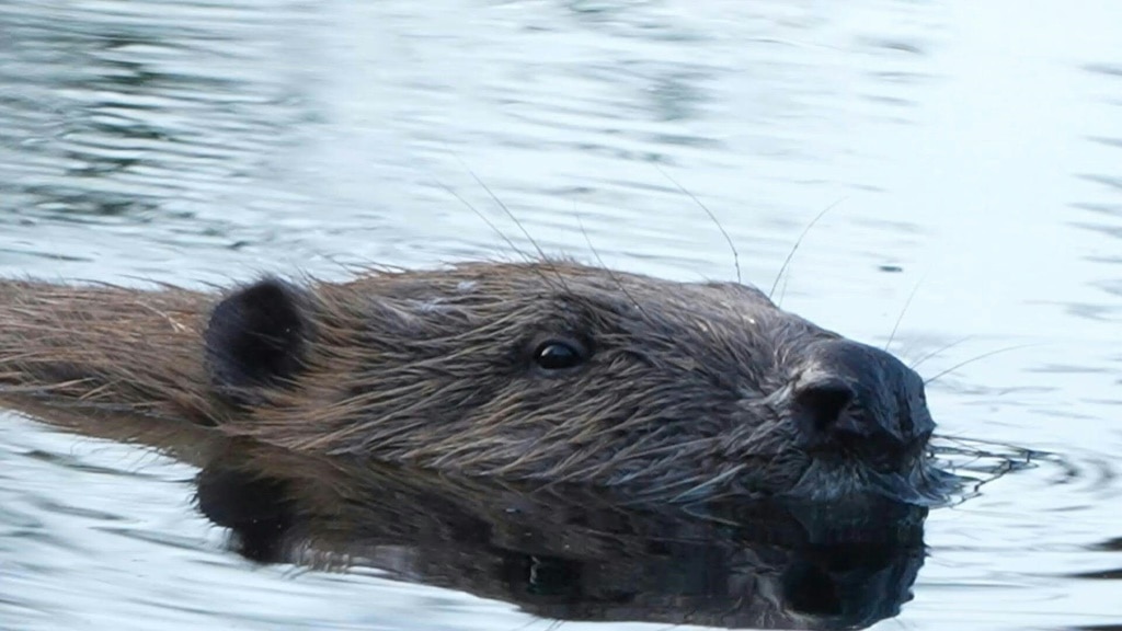 Scottish farmers damn wild beaver reintroduction policy | The Weekly Times