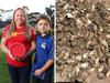 ‘They are living in our walls’: Mouse plague hits Sydney