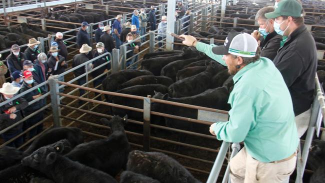 Agents take bids at the Euroa sale.