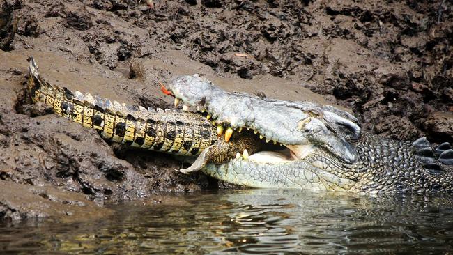 Port Douglas’ cannibal croc Charlie strikes again | The Courier Mail