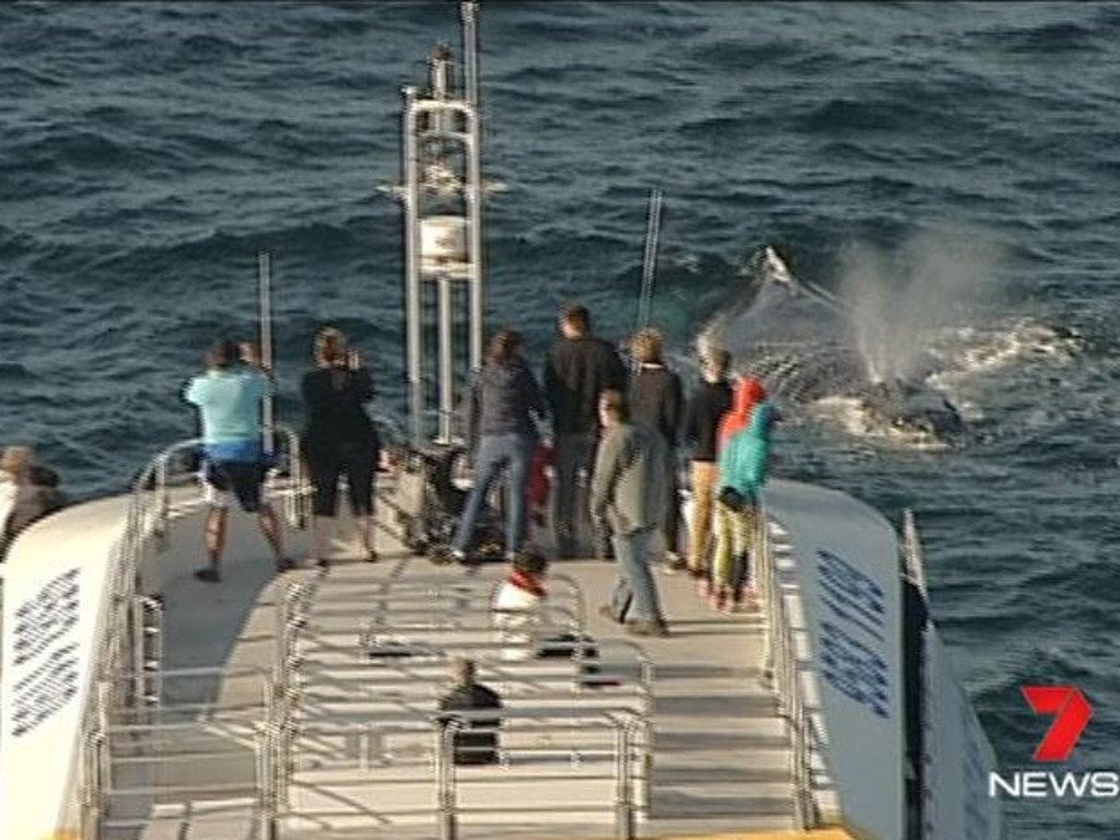 Whale entangled off Sydney’s Bondi Beach | Daily Telegraph