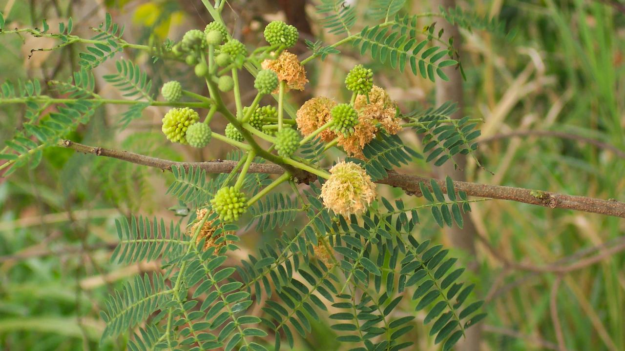 Trees for Weeds: Redland City Council’s Indigiscapes nursery offers ...