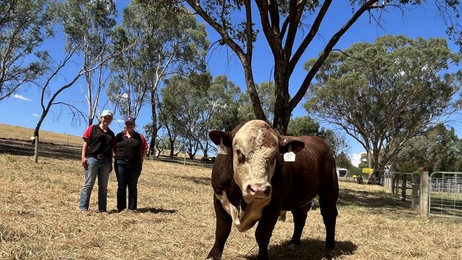 The top-priced bull at Injemira Beef Genetics, Book Book in southern NSW was Injemira Patriarch T340 (PP), sired by Bowen Patriarch P017 (AI) (ET) (PP) from Injemira Happy Day J042 (P). Pictured with auctioneer purchasers Emily and Grace Elsom of Emigrace Poll Hereford Stud at Macarthur, who paid $75,000. Picture: Nikki Reynolds