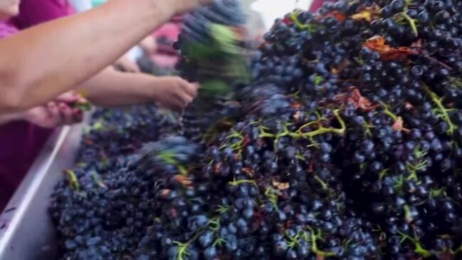 Climate change strikes North Macedonia’s vineyards