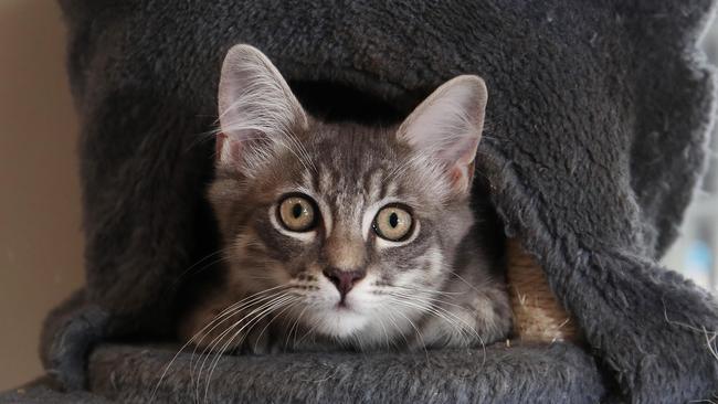 This short haired kitten is up for adoption. Picture: Brendan Radke