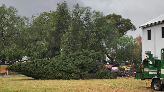 Workers were cutting the trees to remove them from the reserve. Picture: Steven Deare