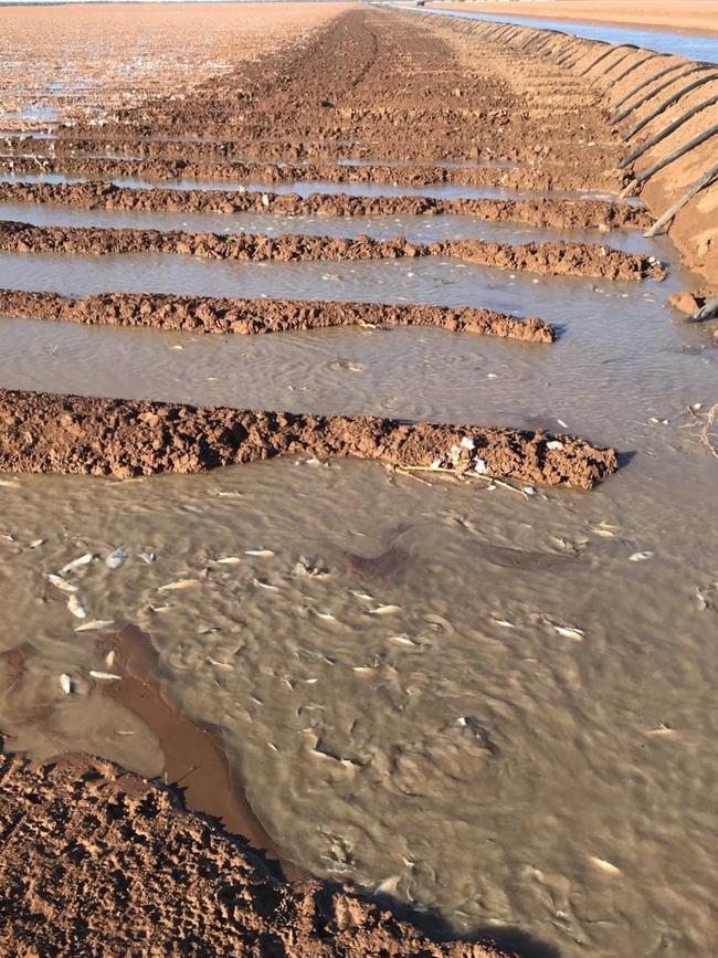 Fish in irrigation channels end up as free fertiliser on crops. Picture: Dave Syphon