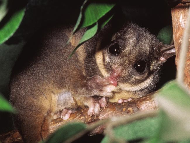 Leadbeater's Possum - Photo D Lindenmayer and M Greer