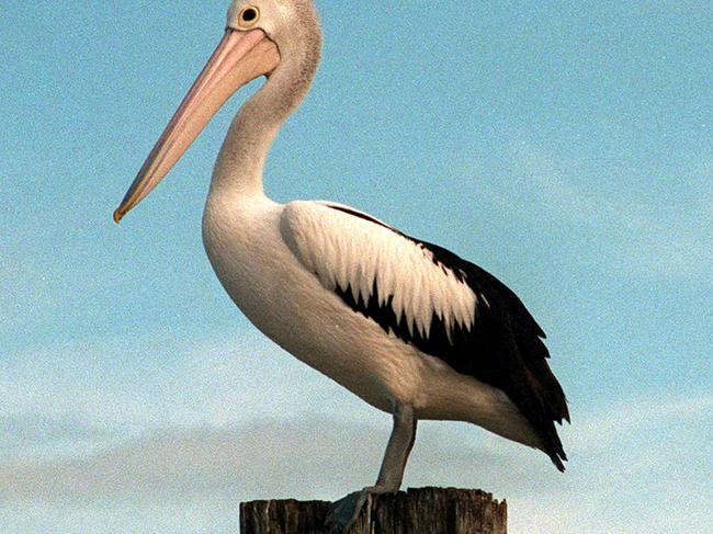 ##NOT FOR EDITORIAL USE - COPYRIGHTED - FOR ADVERTORIAL USE ONLY##   Wildlife at The coign tangalooma Wild Dolphin resort Moreton Island - resorts r/e moreton bay travel tourism pelican bird birds