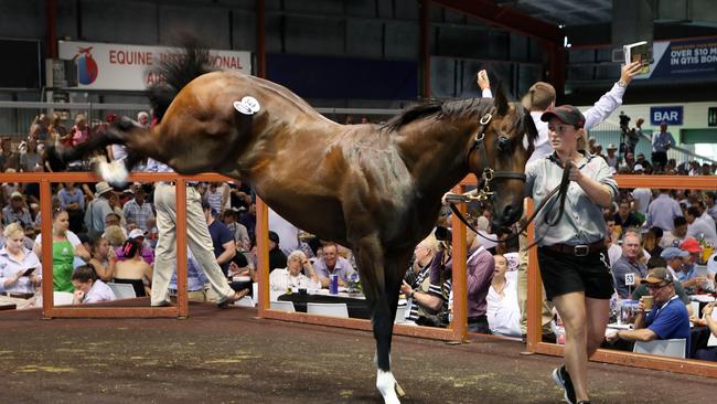 Crowds are flocking to the Magic Millions sales to see attractive yearlings and big-spending owners. Photo: Scott Fletcher