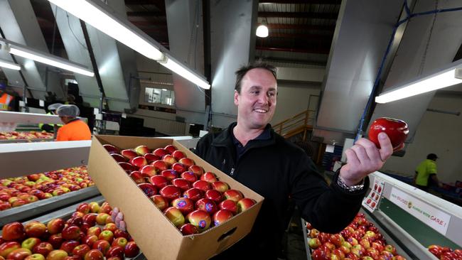 Scott Montague in his apple packing shed at Narre Warren in Victoria.