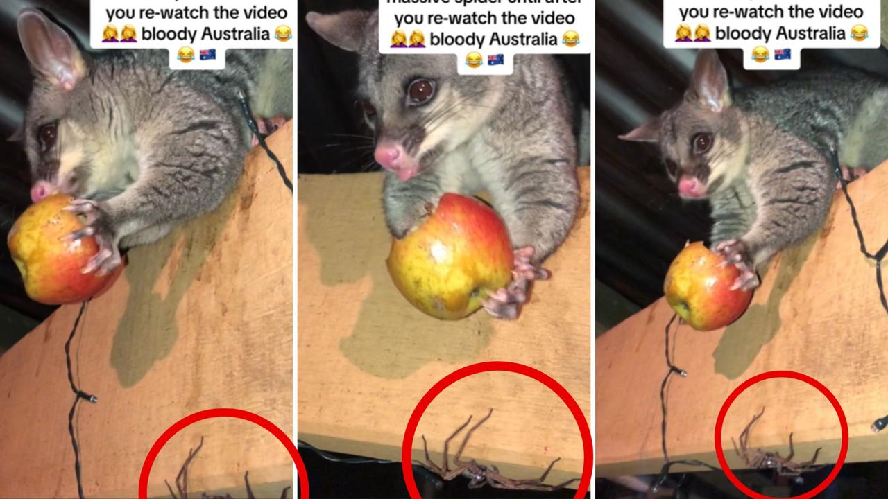 An Aussie mum was feeing a possum in her backyard when a giant huntsman spider crept in to join the dinner party. Picture: TikTok (biancajayne97)